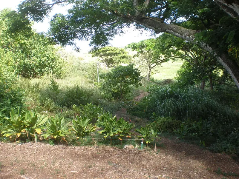 Green brush and trees on a slope above Kawainui Marsh in Kailua